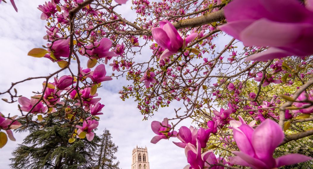 spring bloom on campus